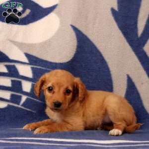Umiga, Mini Goldendoodle Puppy